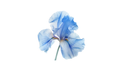 A blue iris flower in full bloom isolated on a transparent background.