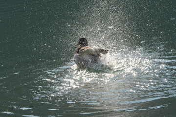 Obraz premium germano reale maschio