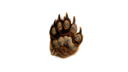 A brown bear paw with claws extended and dark background