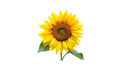 Fototapeta premium Bright yellow sunflower isolated on transparent background.