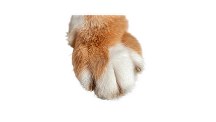 ginger cat paw isolated on transparent background