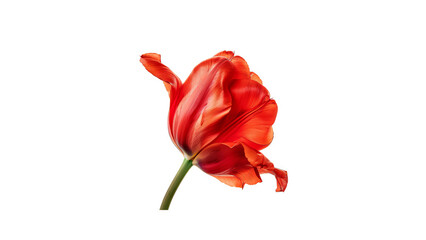 Obraz premium Single red tulip with petals falling off on black background
