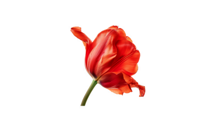 Single red tulip with petals falling off on black background
