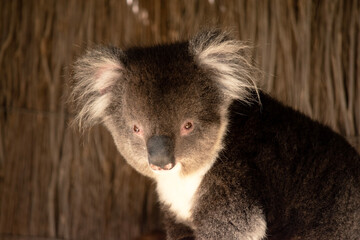 the Koala has a large round head, big furry ears and big black nose. Their fur is usually grey-brown in color with white fur on the chest, inner arms, ears and bottom.