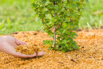 Young adult woman palm holding and putting fresh sawdust mulch for green gooseberry bush on ground...