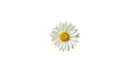 White chamomile flower isolated on black background.