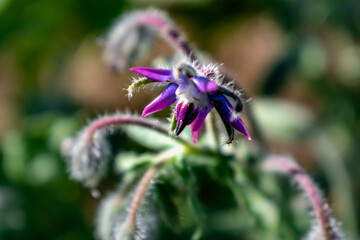 Borage flower for cooking, salad, soup, herbal infusion, borago officinalis