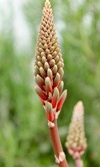 A large red flower of the aloe vera plant has blossomed