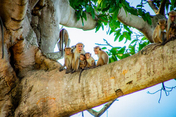 Sri Lanka - SAFARI - małpki © Magorzata