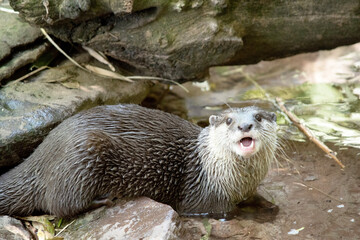 Asian small clawed otters are small, with short ears and noses, elongated bodies, long tails, and...