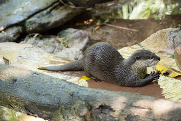 Asian small clawed otters are small, with short ears and noses, elongated bodies, long tails, and...