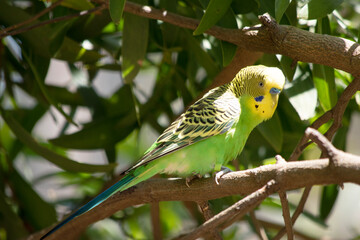 Parakeets are pale green with black bars on their backs, heads, and wings.