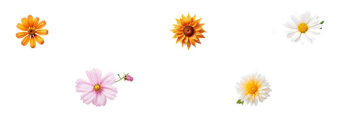 set of flowers, spring flowers isolated on a transparent background, PNG 