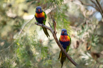 The rainbow lorikeet has a bright yellow-orange/red breast, a mostly violet-blue throat and a...