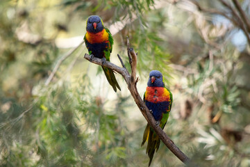 The rainbow lorikeet has a bright yellow-orange/red breast, a mostly violet-blue throat and a yellow-green collar.