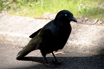 Naklejka premium The Australian raven is an all black-bird with a black beak, mouth and tongue and sturdy black or grey-black legs and feet.