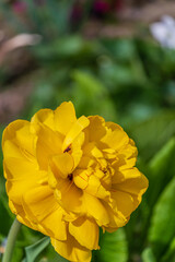A large yellow tulip in the garden at home