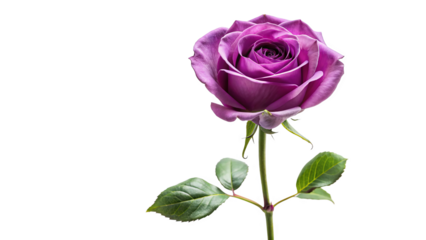 Single purple rose long stem vertical stand pose isolated on transparent background 