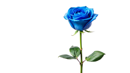 Single blue rose long stem vertical stand pose isolated on transparent background 
