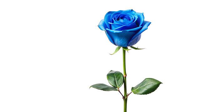 Single blue rose long stem vertical stand pose isolated on transparent background 