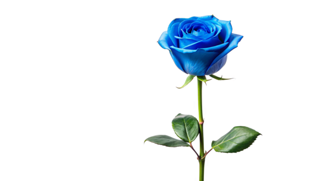 Single blue rose long stem vertical stand pose isolated on transparent background 