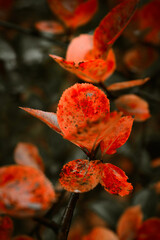Red leaves of barberis in autumn. Background photo of autumn. Decorative garden shrub. Poster with autumn leaves
