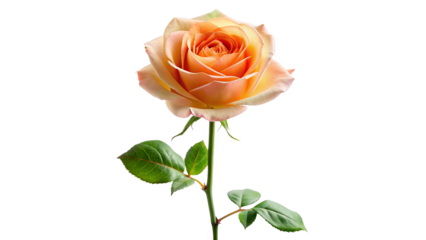 Single apricot rose long stem vertical stand pose isolated on transparent background 