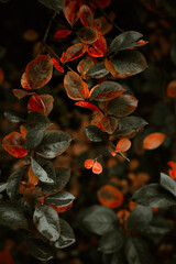 Red leaves of barberis in autumn. Background photo of autumn. Decorative garden shrub. Poster with autumn leaves