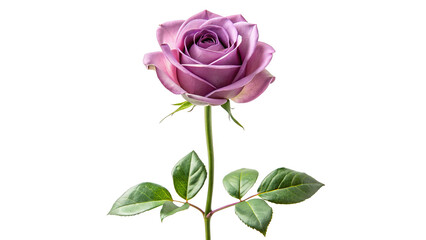 Single mauve rose long stem vertical stand pose isolated on transparent background 