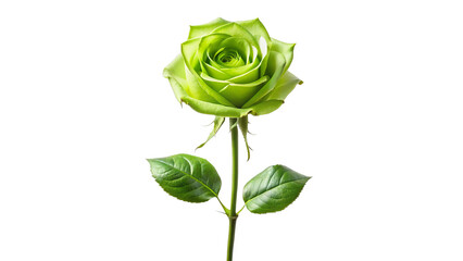 Single green rose long stem vertical stand pose isolated on transparent background 