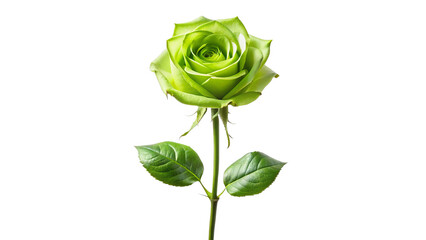 Fototapeta premium Single green rose long stem vertical stand pose isolated on transparent background 