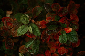 Red leaves of barberis in autumn. Background photo of autumn. Decorative garden shrub. Poster with autumn leaves