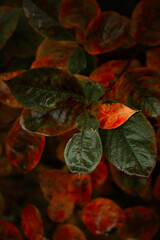 Red leaves of barberis in autumn. Background photo of autumn. Decorative garden shrub. Poster with autumn leaves