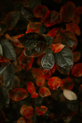 Red leaves of barberis in autumn. Background photo of autumn. Decorative garden shrub. Poster with autumn leaves