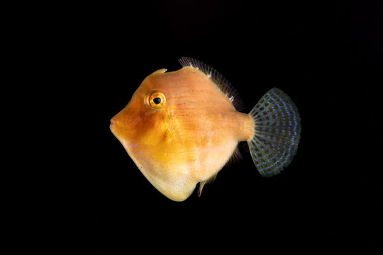 Japanese inflator filefish (Brachaluteres ulvarum) 