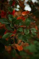 Red leaves of barberis in autumn. Background photo of autumn. Decorative garden shrub. Poster with autumn leaves