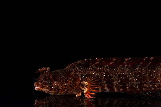 Moss fringehead (Neoclinus bryope) 