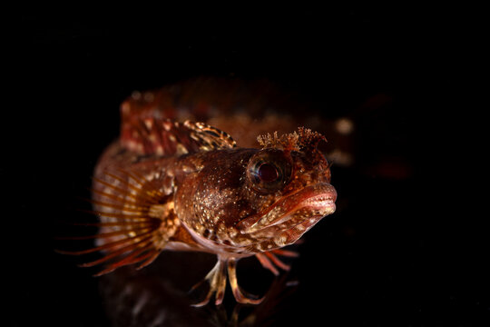 Moss fringehead (Neoclinus bryope) 