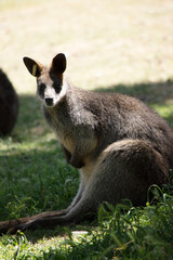 Naklejka premium The swamp wallaby has dark brown fur, often with lighter rusty patches on the belly, chest and base of the ears.