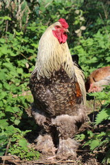Coq brahma