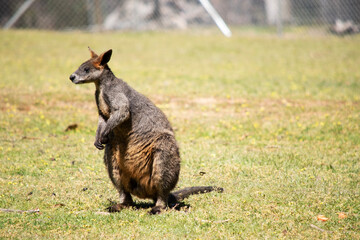 The swamp wallaby has dark brown fur, often with lighter rusty patches on the belly, chest and base...