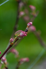 ovary of grapes, young leaves of grapes, Isabella grapes, grapes will bloom