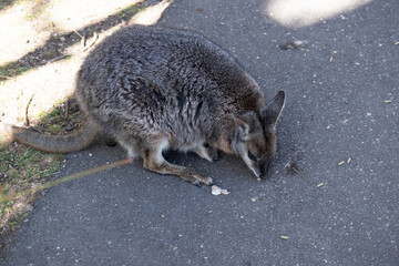 The tammar wallaby has dark greyish upperparts with a paler underside and rufous-coloured sides and...