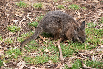 The tammar wallaby has dark greyish upperparts with a paler underside and rufous-coloured sides and limbs. The tammar wallaby has white stripes on its face
