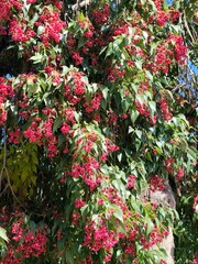 Kurrajong: a species of Kurrajong, its botanical name is Brachychiton populneus.
