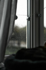 cat sleeping in the windowsill