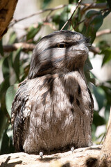 the tawny frogmouth has a mottled grey, white, black and rufous â€“ the feather patterns help...