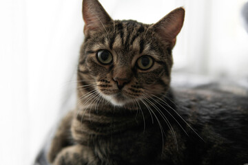 cat lying in the room