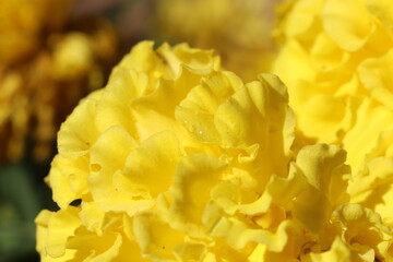 FLOR