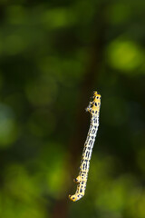 器用に細糸を登る宙づりのヒロオビトンボエダシャクの幼虫（自然光＋マクロ接写写真）